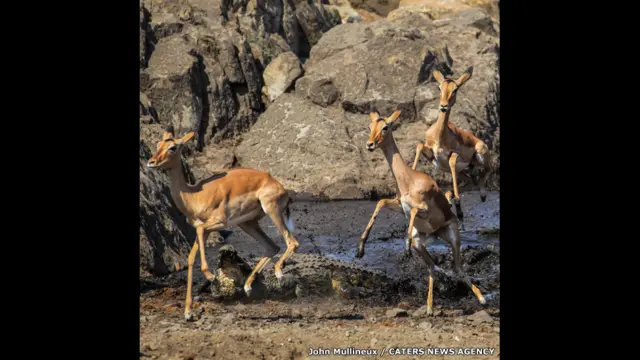 تمساح وغزلان إمبالة في حديقة "كروجر" الوطنية في جنوب أفريقيا، جون مولينو.