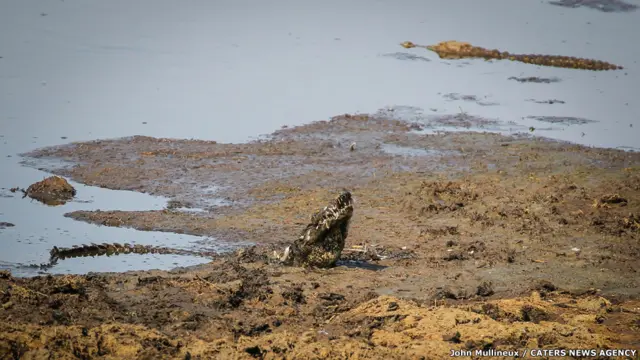 تمساح وغزلان إمبالة في حديقة "كروجر" الوطنية في جنوب أفريقيا، جون مولينو.