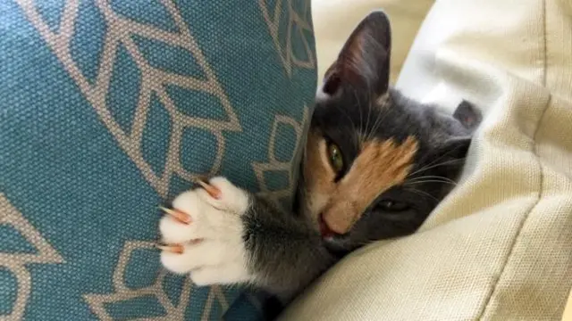 旧金山KitTea猫咪咖啡馆里的一位居民。(图片来源：Peter Bowes)