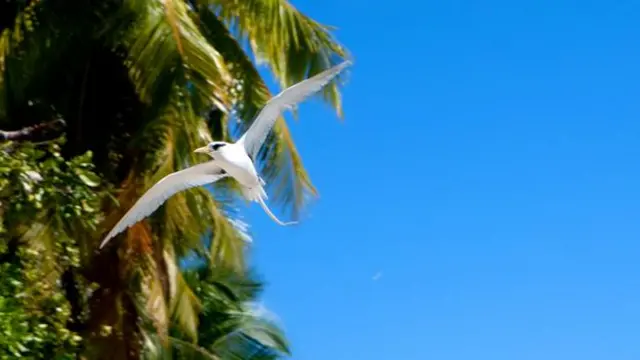 查戈斯群島是觀鳥勝地(圖片來源: Diane Selkirk)