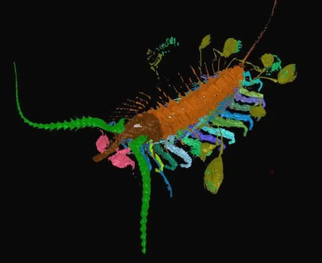 اس کے ساتھ منسلک کیپسولز کے بارے میں یہ خیال ظاہر کیا گیا ہے کہ وہ اس کے بچے ہیں