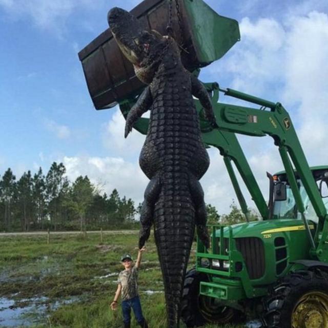 El impresionante caimán de 360 kilos que fue cazado en EE.UU.