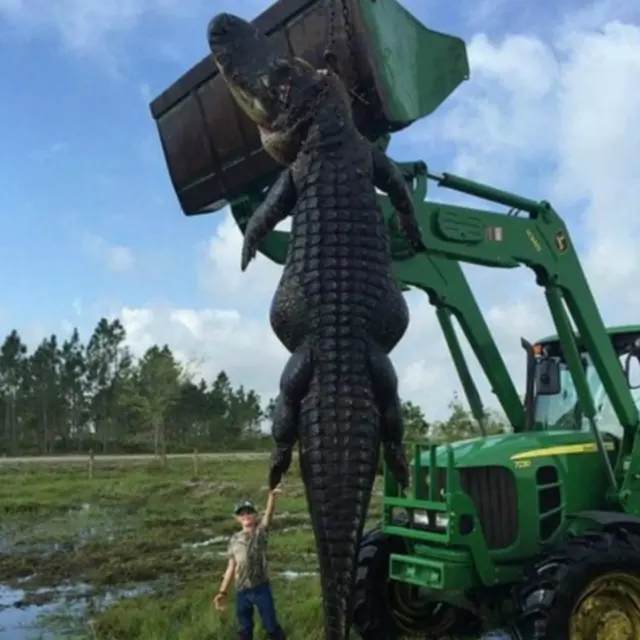 Jacaré foi encontrado na fazenda de Lightsey, enquanto ele e o guia supervisionavam uma caçada