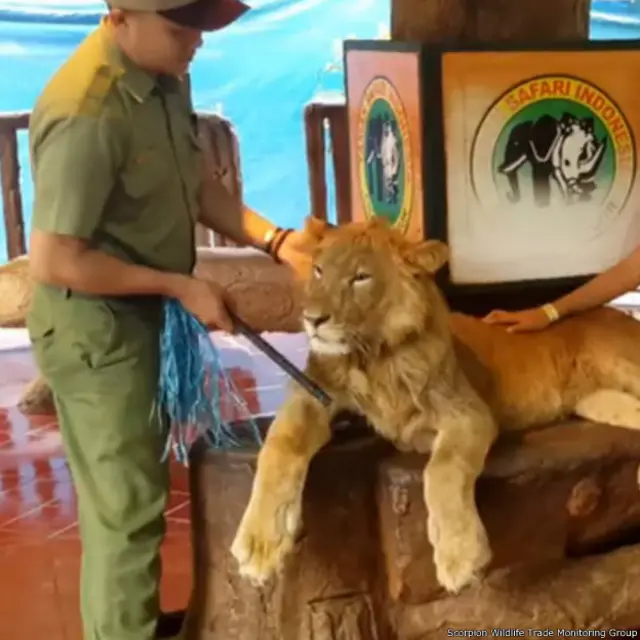 Scorpion mengatakan mereka merekam video ini namun mengaku belum meminta klarifikasi pada Taman Safari.