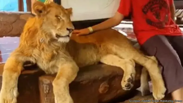 Video yang dibagikan di Facebook ini menuai reaksi sedih dan marah dari pengguna.