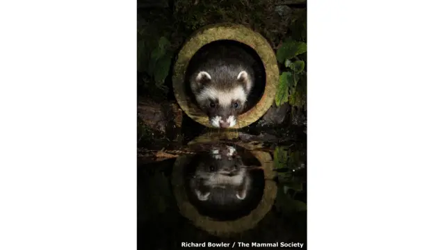 A cada ano, a organização britânica Mammal Society destaca os melhores registros feitos destes animaismultipla betanoseus próprios habitats (Richard Bowler I The Mammal Society)