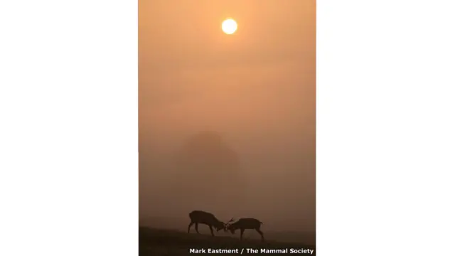 A cada ano, a organização britânica Mammal Society destaca os melhores registros feitos destes animaismultipla betanoseus próprios habitats (Mark Eastment I The Mammal Society)