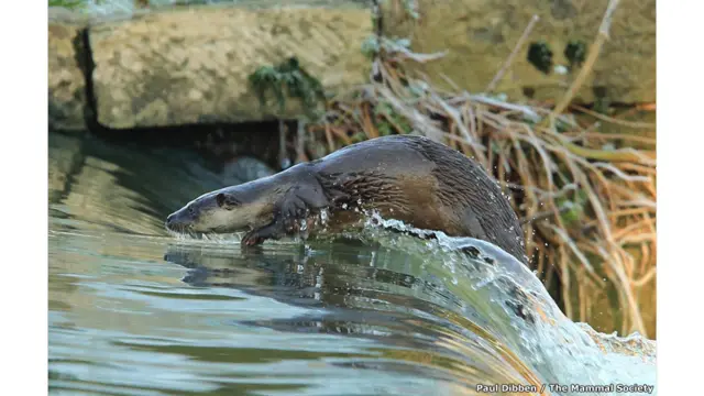 A cada ano, a organização britânica Mammal Society destaca os melhores registros feitos destes animaismultipla betanoseus próprios habitats (Paul Dibben I The Mammal Society)