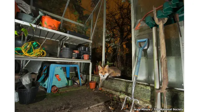 A cada ano, a organização britânica Mammal Society destaca os melhores registros feitos destes animaismultipla betanoseus próprios habitats (Kyle Moore I The Mammal Society)