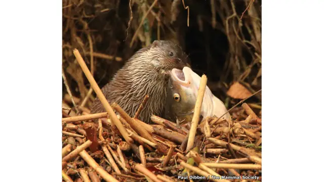 A cada ano, a organização britânica Mammal Society destaca os melhores registros feitos destes animaismultipla betanoseus próprios habitats (Paul Dibben I The Mammal Society)