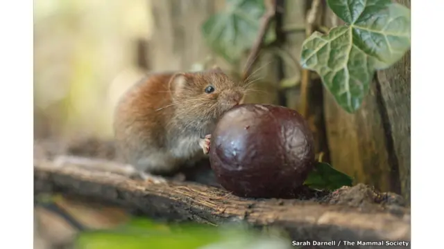 A cada ano, a organização britânica Mammal Society destaca os melhores registros feitos destes animaismultipla betanoseus próprios habitats (Sarah Darnell I The Mammal Society)