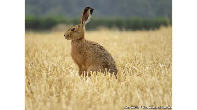 A cada ano, a organização britânica Mammal Society destaca os melhores registros feitos destes animaismultipla betanoseus próprios habitats (Alex White I The Mammal Society)