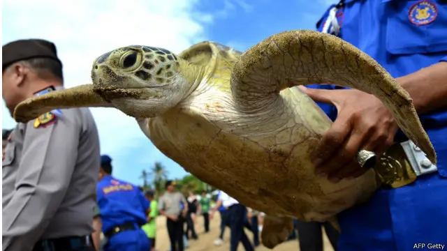 Penyu hijau merupakan salah satu penyu yang disita dari penyelundup di Selat Badung, Bali, Juli 2015 lalu.