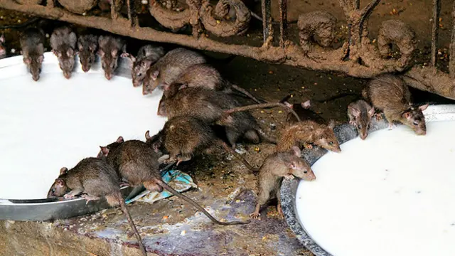 Служители храма следят за тем, чтобы крысы не голодали