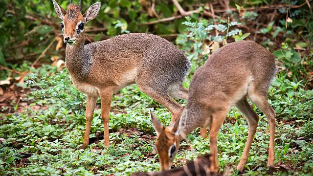 Антелопи дік-дік