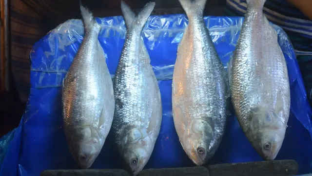 নববর্ষের আগে চারটি ইলিশ মাছ বিক্রি হয়েছে এক লাখ টাকায়