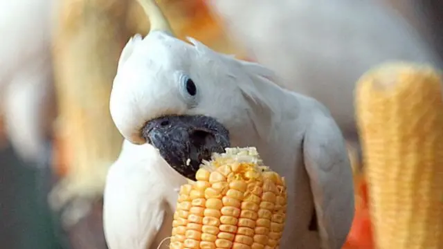 اگّی پاپ کے پاس ایک سفید رنگ کا کوکٹو (خاص طوطا) ہے جسکا نام بگی پاپ ہے