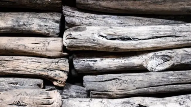 日本的白色木炭源自当地的ubame橡树（图片来源：兰斯·汉德尔斯坦）