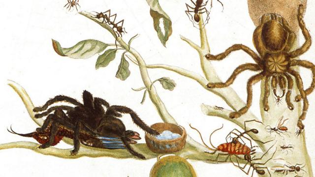 "Пауки, муравьи и колибри на ветке гуавы". Именно этот рисунок стал причиной того, что птицееда назвали птицеедом