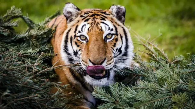 Tigre silvestre