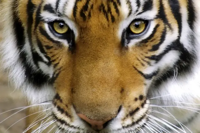 Tigre silvestre
