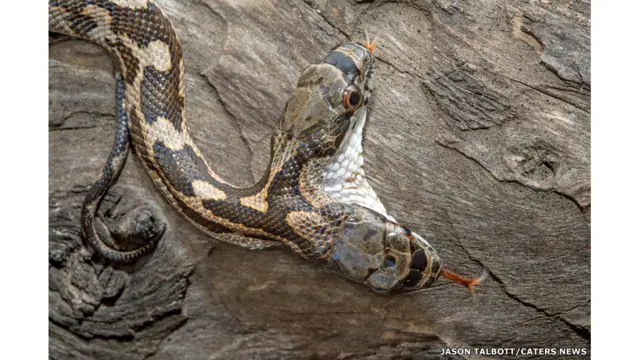 Cobracomo não perdercomo não perder em apostas esportivasapostas esportivasduas cabeças é fotografada no Kansas