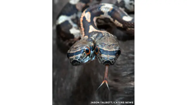 Cobracomo não perdercomo não perder em apostas esportivasapostas esportivasduas cabeças é fotografada no Kansas