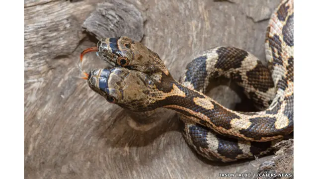 Cobracomo não perdercomo não perder em apostas esportivasapostas esportivasduas cabeças é fotografada no Kansas