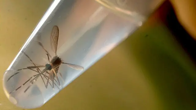 سی ڈی سی کے مطابق امریکہ میں اب تک زیکا وائرس کے 346 کیس سامنے آئے ہیں