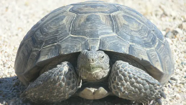 Tortuga del desierto