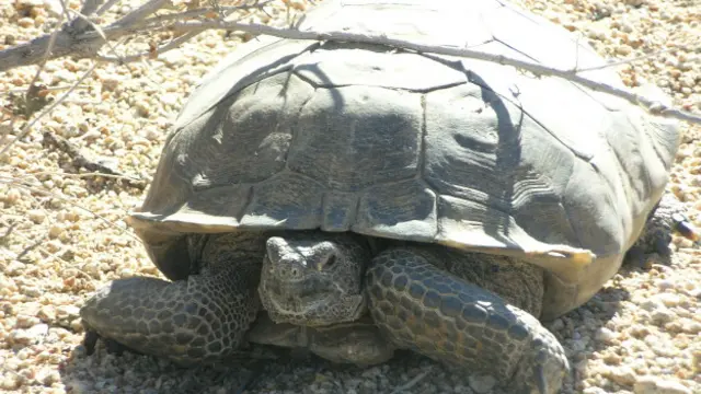 Tortuga del desierto