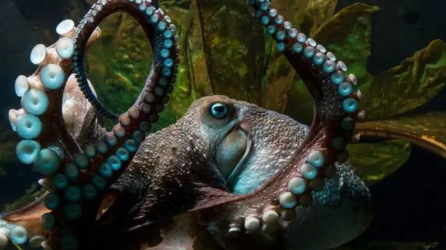 فرار ہونے والا ’مجرم‘ انکی