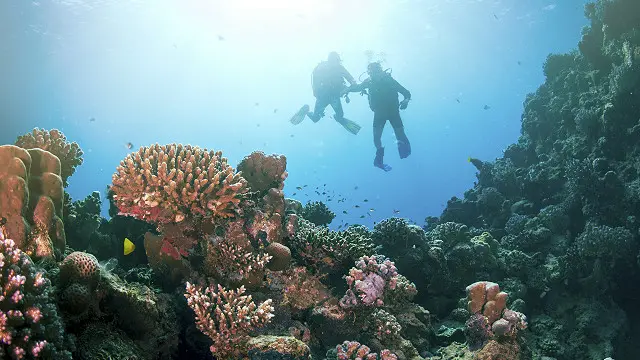 Пара дайверів