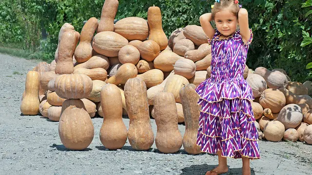 Дівчина продає гарбузи