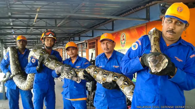 Funcionarios en Malasia cargan los restos de la pitón capturada