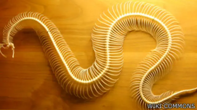 Esqueleto de una serpiente