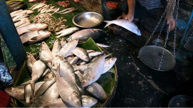 hilsa fish