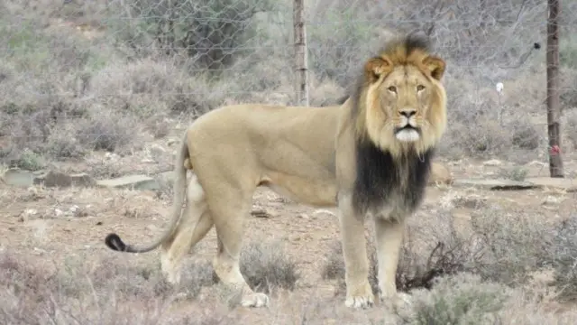 يعتقد أن الأسد سلفستر كان فارا من تهديدات الأسود الأكبر سنا.