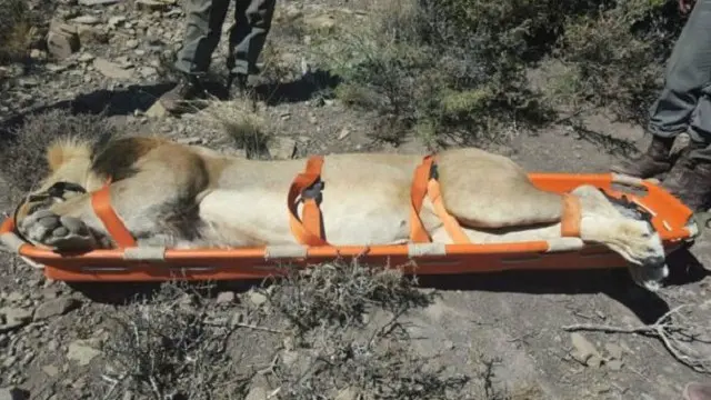 بعد العثور على سلفستر تم تخديرة ونقله بطائرة مروحية، في عملية صورت بالفيديو