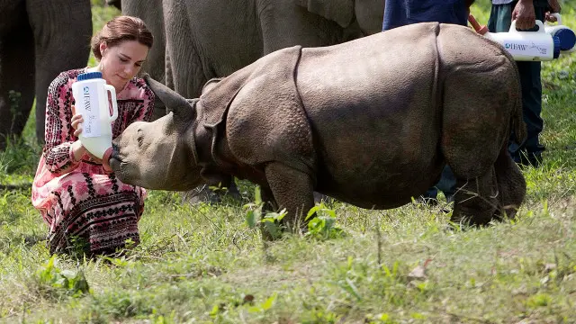 Герцогиня Кембриджская кормит носорога