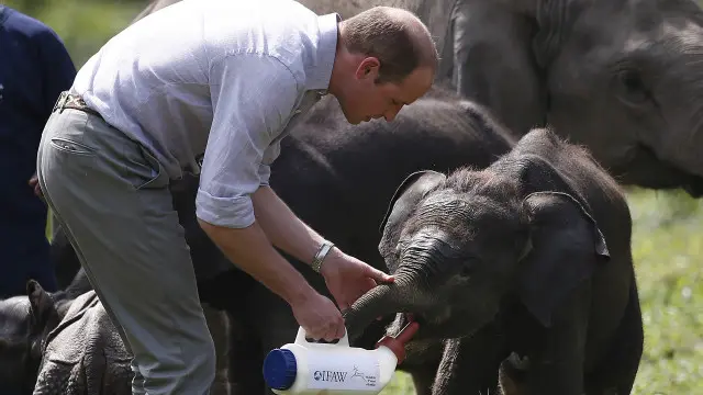 Герцог Кембриджский кормит слона