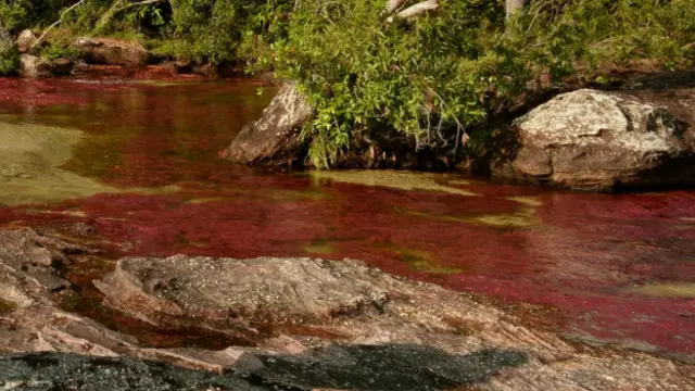 Caño Cristales