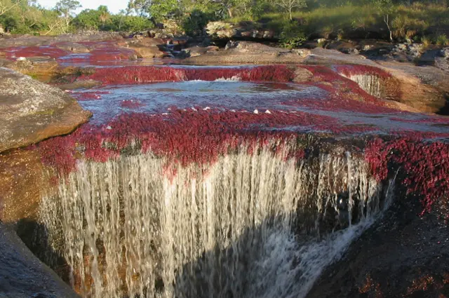 Caño Cristales