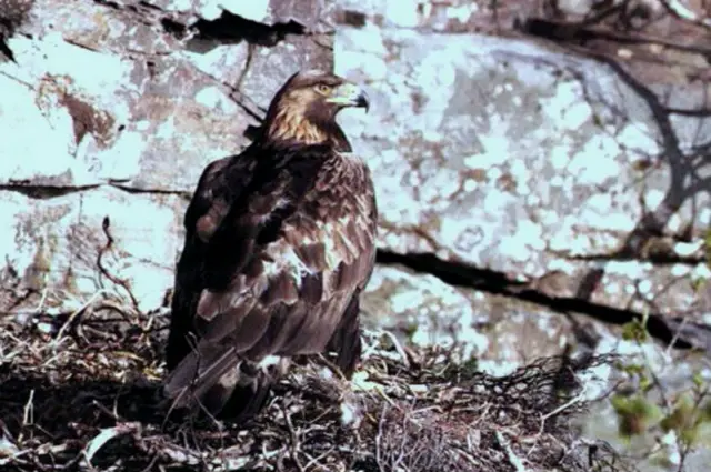 Золотой орел