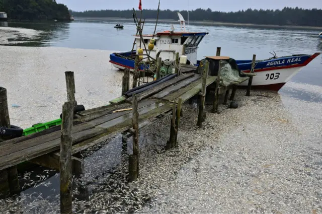 ¿Por qué hay miles de sardinas muertas varadas al sur de Chile?