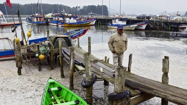 Sardinas en el río Queule, Chile