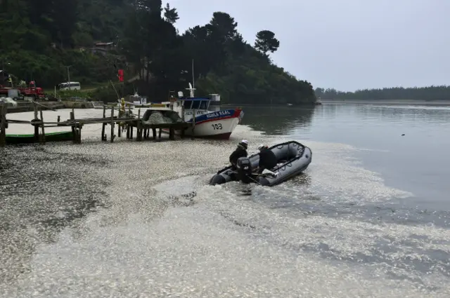 Sardinas en el río Queule, Chile.
