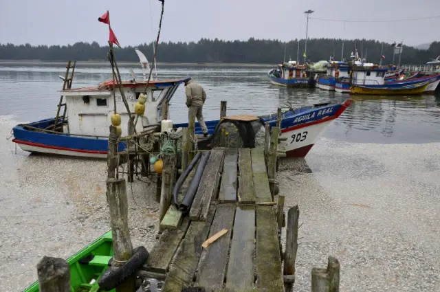 Sardines muertas en el sur de Chile.