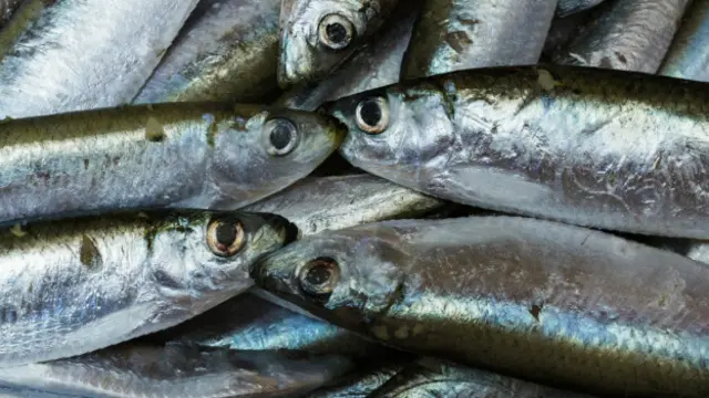 Sardinas muertas (foto: archivo)