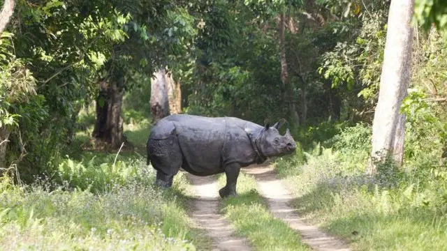 دنیا میں گینڈوں کی کل تعداد 3300 میں سے 2400 گینڈے کازرنگا پارک میں ہیں